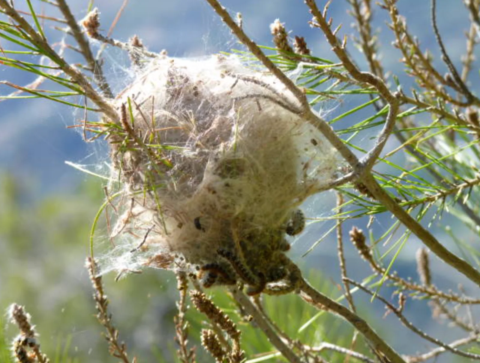 Cocon de chenilles processionnaires visible dans les branches d’un arbre