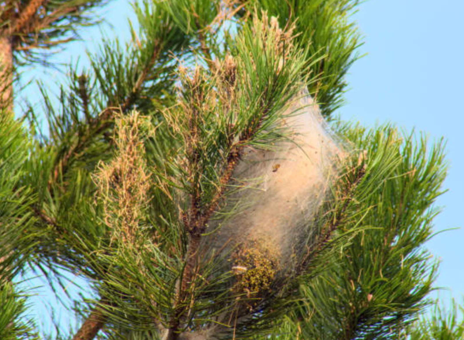 Cocon de chenilles processionnaires dans les branches d’un pin