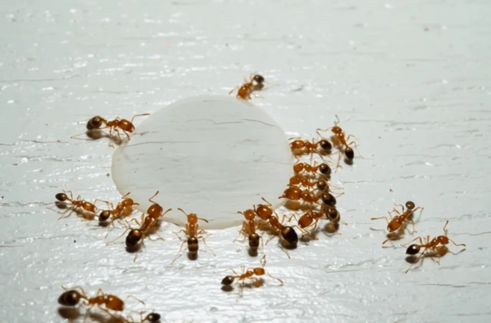 Fourmis regroupées autour d’un appât