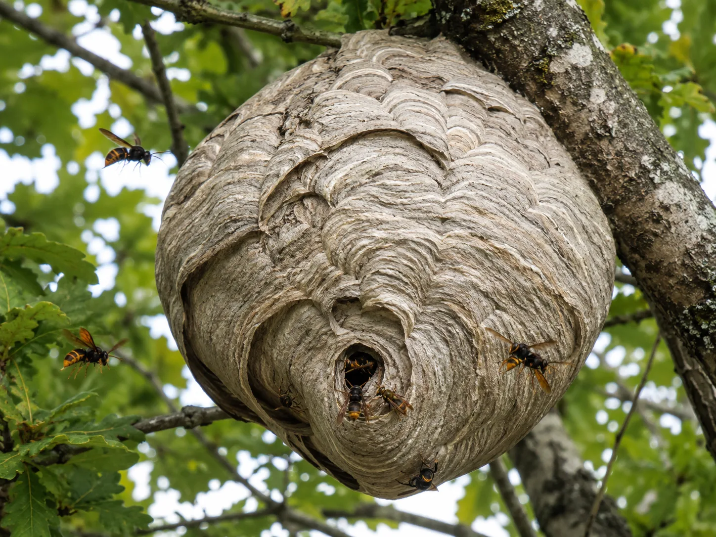 Nid aérien visible avec plusieurs insectes autour