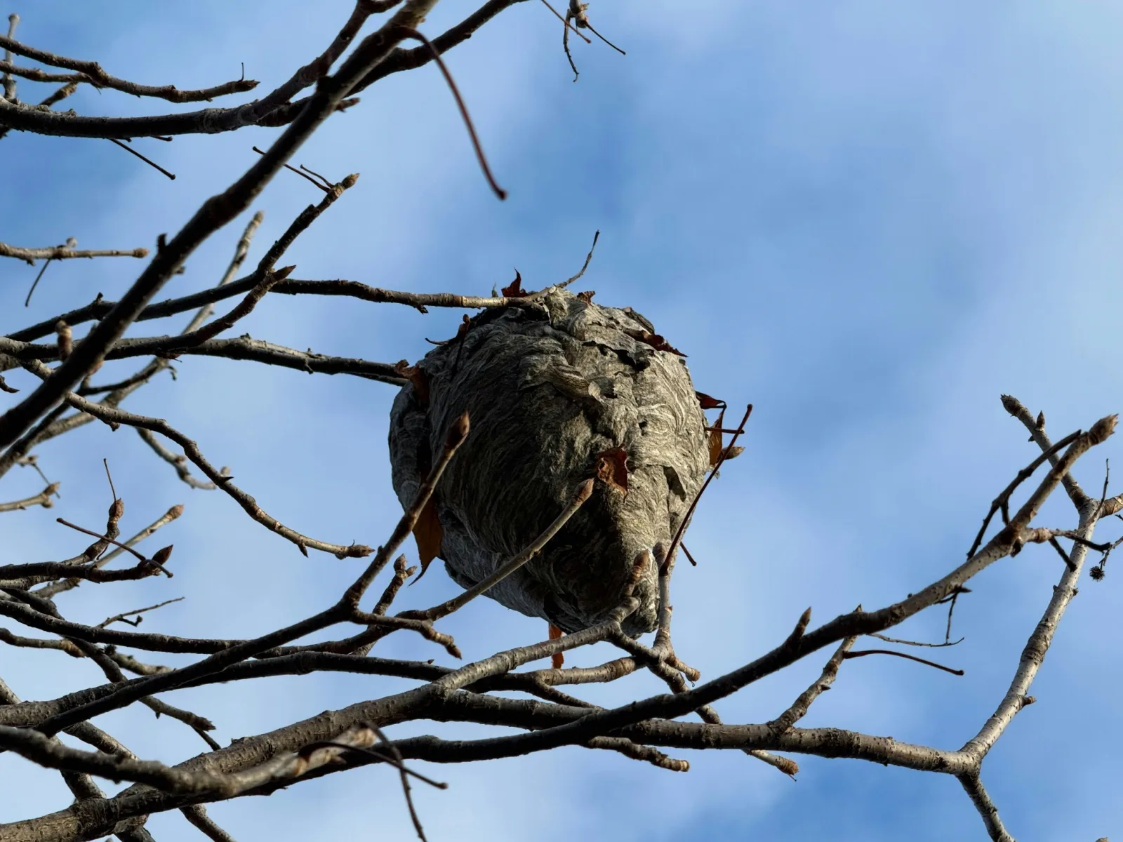 Nid aérien installé dans les branches d’un arbre