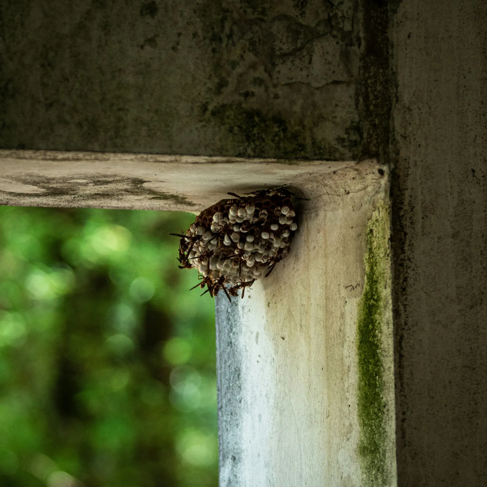 Nid visible sous une structure abritée